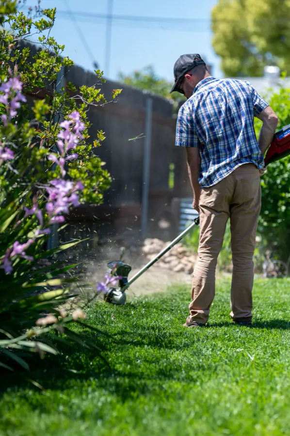 A worker string-trimming the border of a lawn beside a flowering shrub.