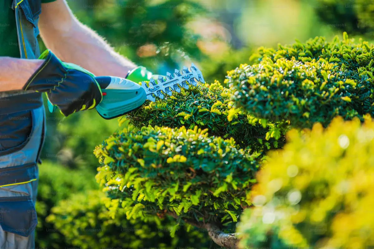 Gloved hands running a cordless hedge trimmer over a rounded shrub.