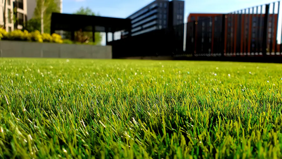 Close view at grass level of dense green turf, blades catching low sunlight.